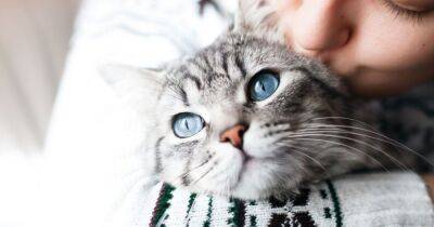 Бывает и так Почему кошка может разлюбить хозяина? - mur.tv