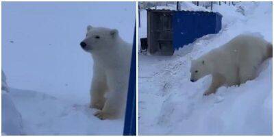 Годовалый медвежонок вышел к людям на Ямале - mur.tv