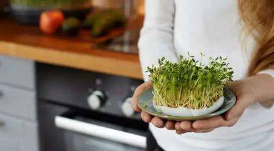 Как вырастить микрозелень в домашних условиях: 6 способов - lublusebya.ru