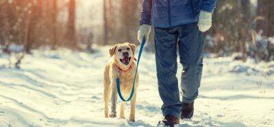 Как лучше выгуливать собаку зимой? - mur.tv