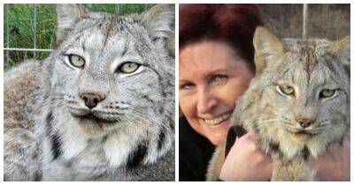 «Почти, как кот»: и с дикой рысью можно подружиться! - mur.tv - Канада