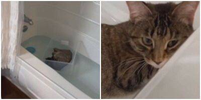 Котик умудрился поплавать в ванне и остаться сухим - mur.tv