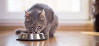 Почему кошка не ест? - mur.tv