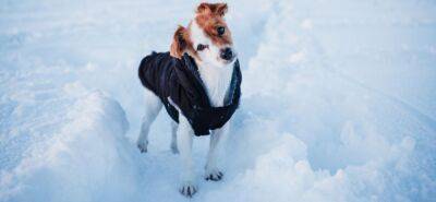 Нужна ли собаке одежда зимой - mur.tv