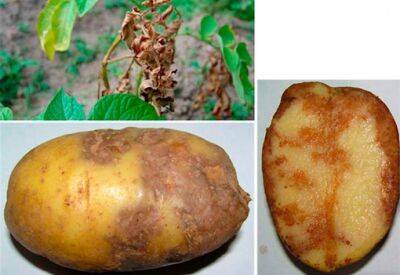 ​Какое соседство для картофеля будет губительным: намучаетесь бороться с фитофторой - polsov.com
