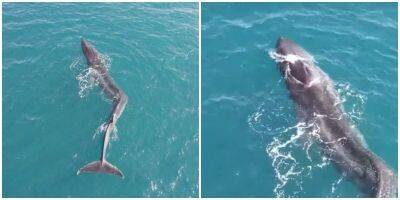 У берегов Испании заметили кита с кривым позвоночником - mur.tv - Испания