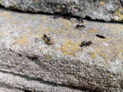 Как защитить дом от нашествия муравьев и других насекомых: под силу каждому - lifehelper.one