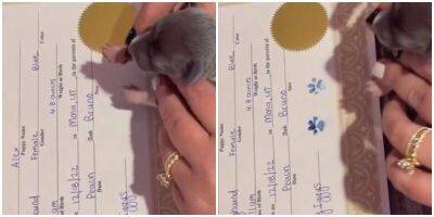 Крошечные щеночки расписываются в свидетельствах о рождении - mur.tv