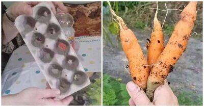 Хитрость для огородников: удобный посев моркови в яичные лотки - lifehelper.one
