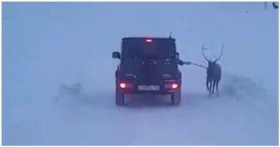 Red Green Blue-Yellow - Женщина выгуливала своего оленя, находясь за рулём автомобиля - chert-poberi.ru