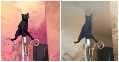 Художница создала иллюстраци котиков на основе реальных фото. Без слёз не взглянешь - cpykami.ru