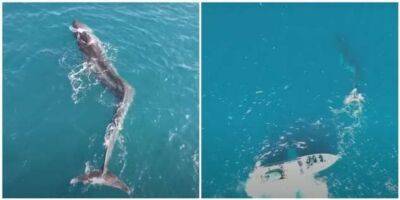 В Испании засняли огромного кита со сломанным позвоночником - chert-poberi.ru - Испания