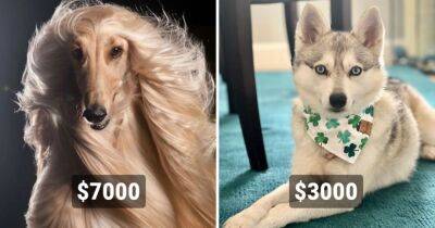 Друг на миллион: 14 самых дорогостоящих пород собак, цены на которые сильно кусаются - mur.tv