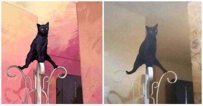 Художница создала иллюстраци котиков на основе реальных фото. Без слёз не взглянешь - lifehelper.one