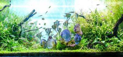 Какие удобрения нужны аквариумным растениям? - mur.tv
