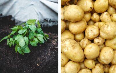 Идеальный урожай: когда нужно сажать картофель, советы по подготовке и правила посадки - hochu.ua - Украина