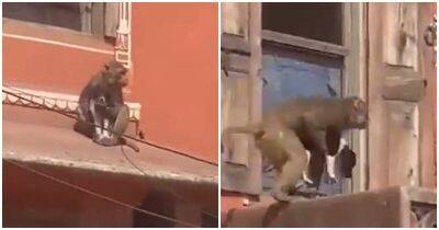В Индии обезьяна украла щенка - mur.tv - Индия