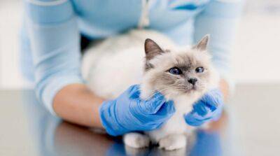 Какие болезни чаще всего встречаются у кошек и как их лечить? - mur.tv