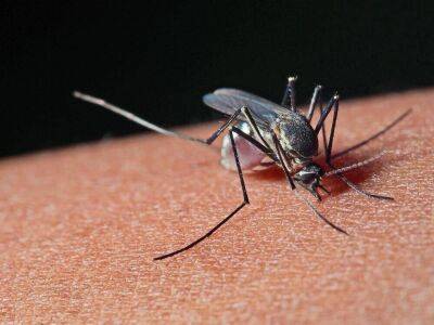 За что ставят памятники комарам и паукам? - lifehelper.one - Россия - Украина - Канада - Словакия