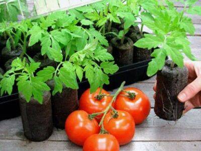 ​Что делать, если рассада помидоров растет медленно - polsov.com