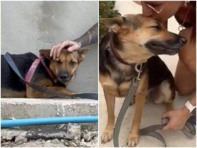 Собака никого к себе не подпускала, боясь снова поверить людям - mur.tv - Таиланд