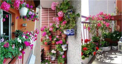 Зеленый оазис в квартире: если у вас нет дачи, просто превратите свой балкон в сад - cpykami.ru