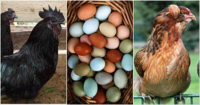 Самые удивительные породы куриц, которые несут уникальные яйца с цветной скорлупой - lifehelper.one
