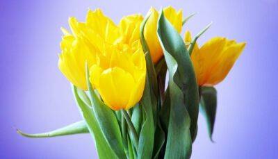 Алина Ли - Желтые тюльпаны или как подобрать идеальный букет к 8 марта - fokus-vnimaniya.com
