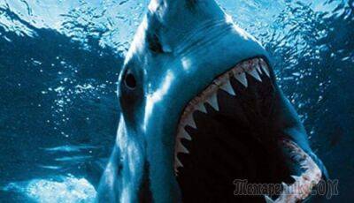 10 самых опасных акул, убивающих людей - fokus-vnimaniya.com