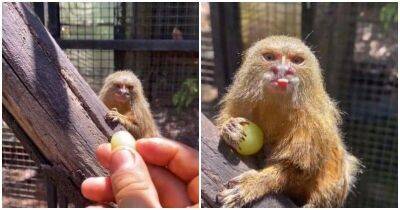 Крошечная обезьянка, которая обожает виноград - mur.tv