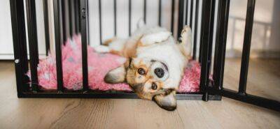 Помогаем собаке приучиться к клетке - mur.tv - Москва