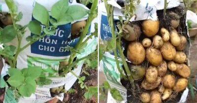 Огородник, который жить не может без экспериментов, рассказал, как вырастить картофель прямо в мешках - lifehelper.one