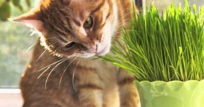 Как отучить кошку грызть комнатные растения - mur.tv