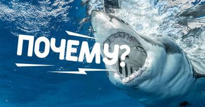 Что пугает акул в Черном море, почему они туда не заплывают - takprosto.cc