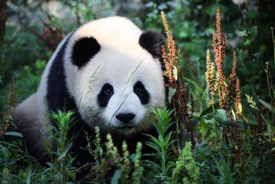 Лучший способ выиграть – не играть: как выжили в природе панды - mur.tv - Китай