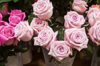 Букет роз сохранит красоту месяц, если добавить этот «допинг» в воду: не сахар и не аспирин - belnovosti.by