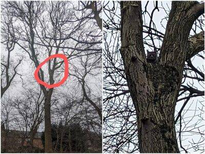 Люди заметили. что на дереве застряло животное - mur.tv