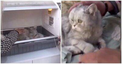 Кошка провела под завалами 49 дней до того, как её спасли - mur.tv - Турция