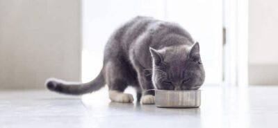 Из-за чего у кошек пищевая аллергия? - mur.tv
