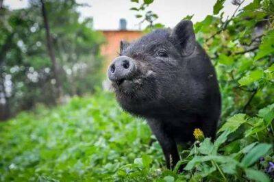 Вьетнамские вислобрюхие свиньи — преимущества породы и особенности содержания - lublusebya.ru