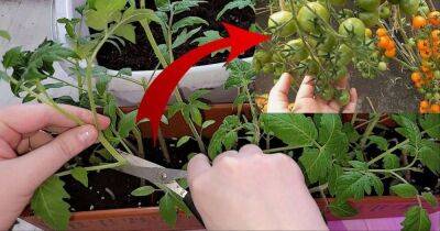 Недавно узнала, что если обрезать рассаду томатов, то можно получить в 2 раза больше урожая. Теперь делаю так каждый год - lifehelper.one