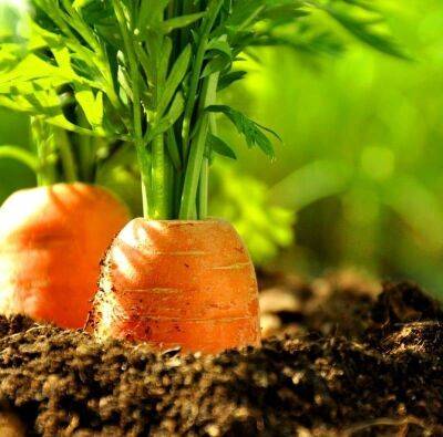 Как вырастить морковь без морковной мухи: это трюк сохранит вам урожай - lifehelper.one - Россия