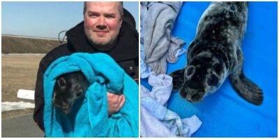 В Санкт-Петербурге спасли исхудавшего детеныша тюленя - mur.tv - Санкт-Петербург
