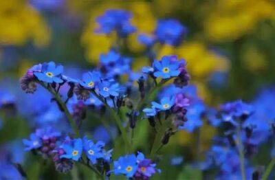 Список лучших синих цветов и растений с синей листвой - lublusebya.ru