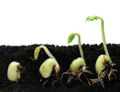 Как определить сроки посева семян овощных культур на рассаду? - lifehelper.one
