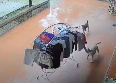 Пёс во Вьетнаме перетащил сушилку с одеждой хозяев, чтобы спрятать ее от дождя - mur.tv - Вьетнам