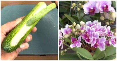 Вместо воды, 2 раза в месяц поливайте орхидеи огуречной водой, и они будут цвести, не переставая - lifehelper.one