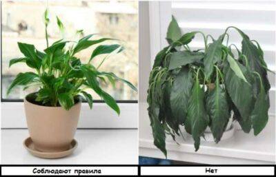 6 правил в уходе за комнатными растениями, которые часто нарушают, поэтому цветы вянут - milayaya.ru