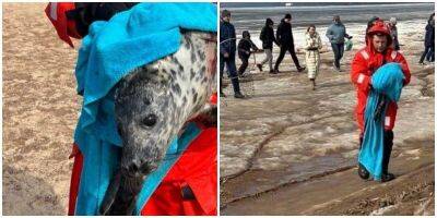 В Санкт-Петербурге спасли тюленя, который застрял на льдине - mur.tv - Санкт-Петербург