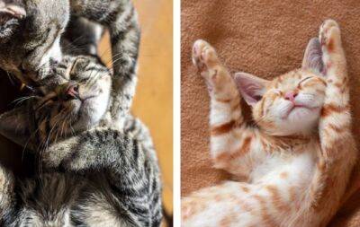 20 наймиліших фото котиків на честь Cat Lady Day - hochu.ua